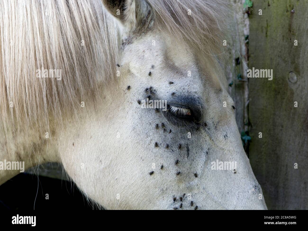 Flies swarm hires stock photography and images Alamy